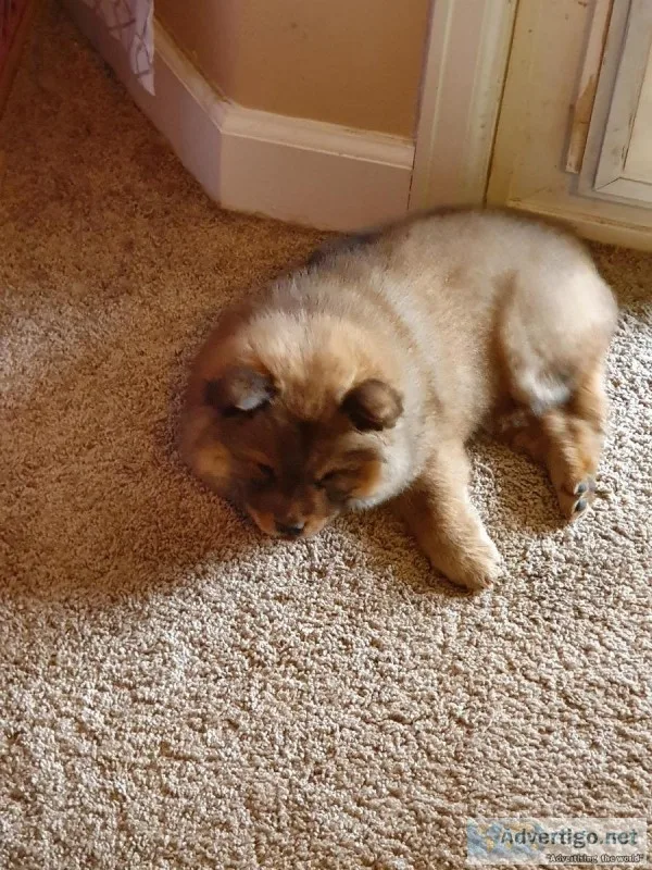 Chow Chow Pup