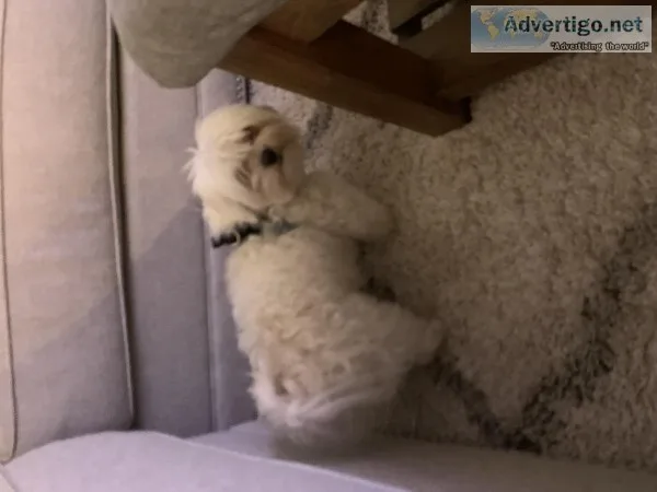 Purebred Maltese