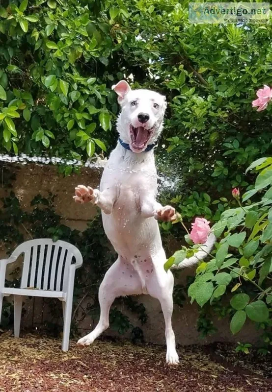 White Lab Pit Bull Mix Male 1 12 years old needs a new home