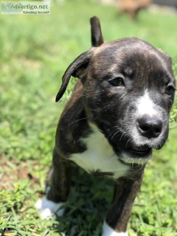 Puppies looking for a good new home