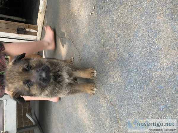 German Shepherd puppies