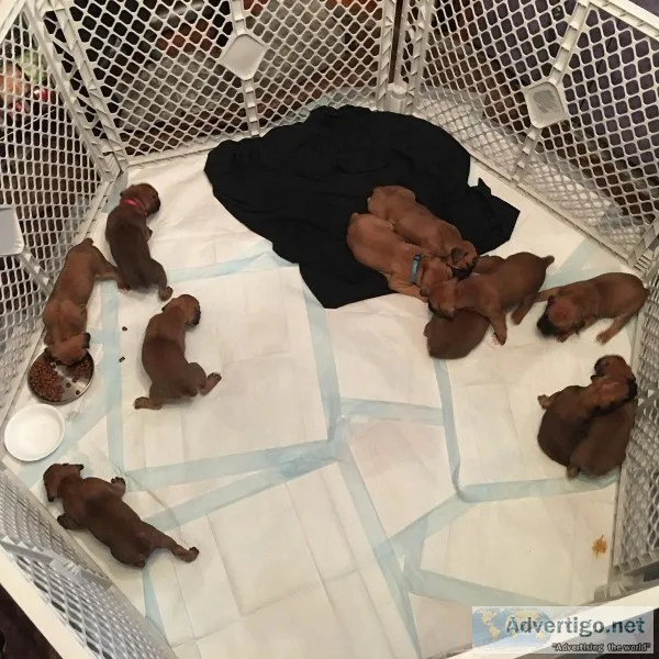 Boxer Puppies