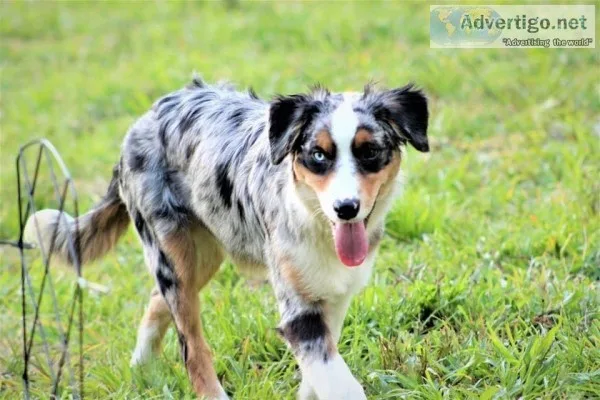 Australian Shepherd