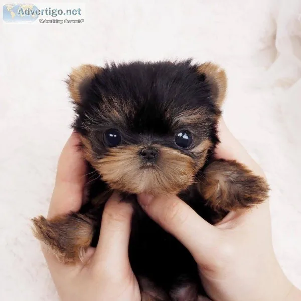 Yorkie terrier Puppies for sale