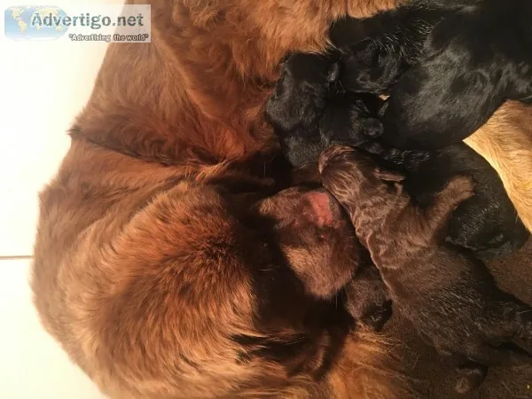 Akc Newfie puppies born 6219