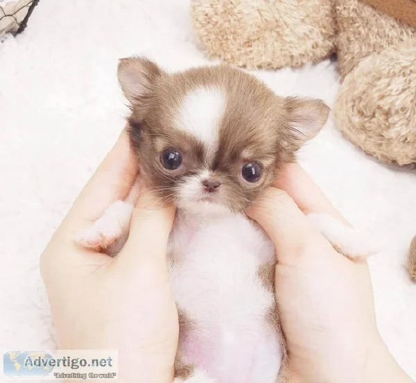 Micro Teacup Chihuahua
