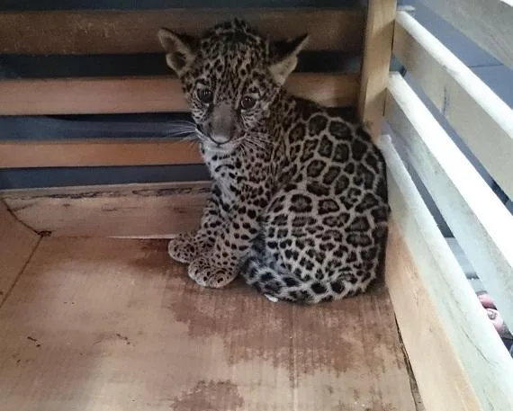Jaguar Cubs