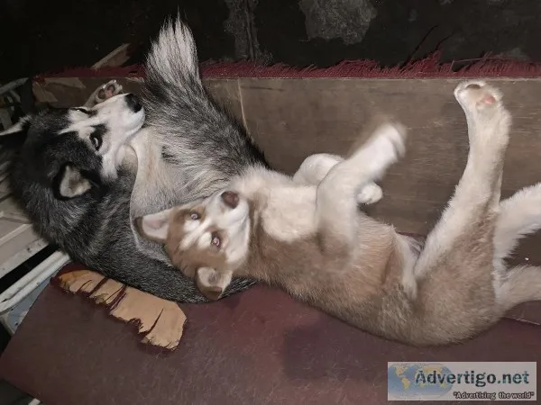 Husky