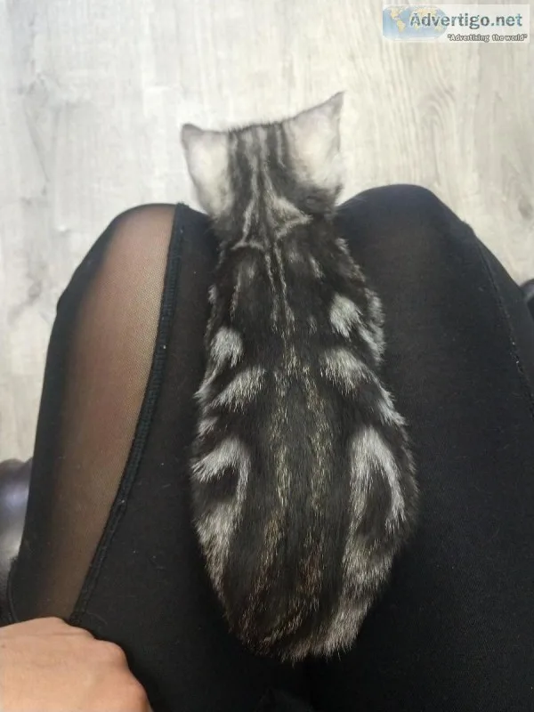 Bengal kittens silver marbled