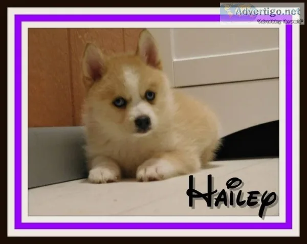 Hailey Female Pomsky