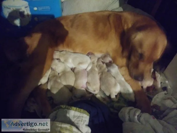 AKC Golden Retriever puppies