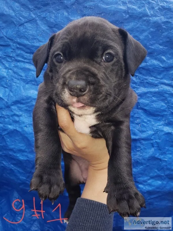 Staffordshire bull terrrier wpitbull mix puppies