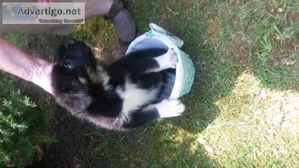 German Shepherd Great Pyrenees