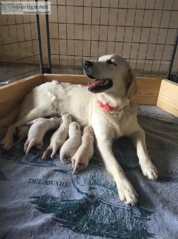 Purebred Golden Retriever puppies.