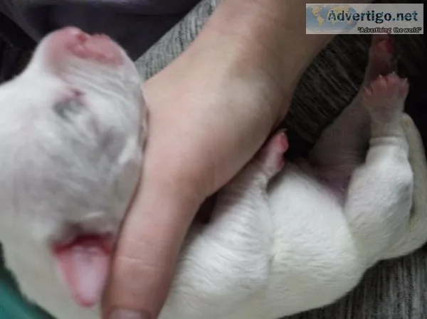 American bully puppies
