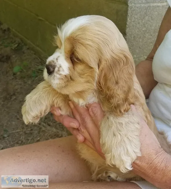 COCKER Spaniel puppy s