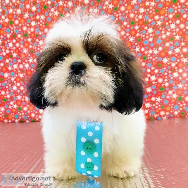 Shih Tzu Boy Romeo in Shelton CT