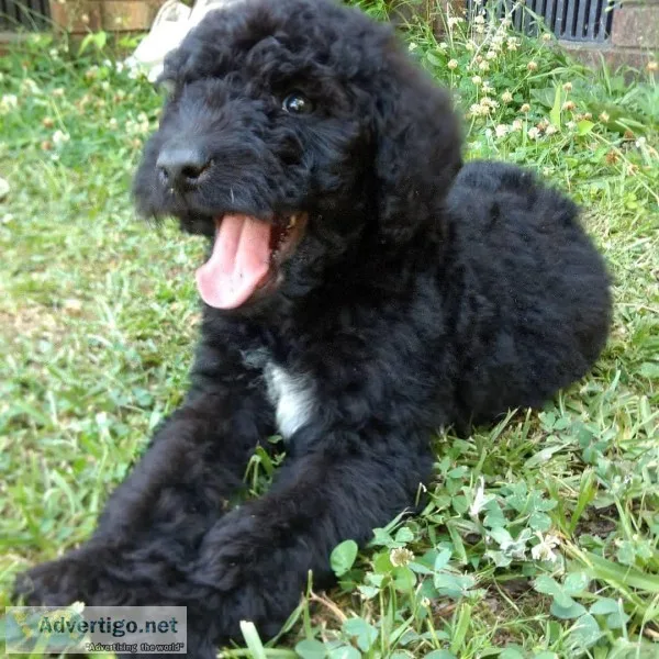 Goldendoodle