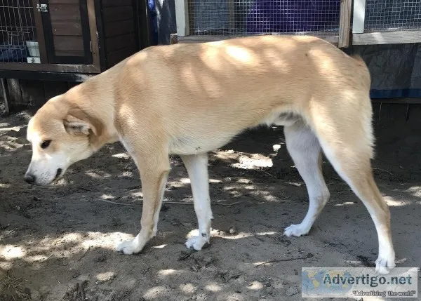 Free Dog