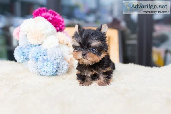 Tiny Teacup Yorkie