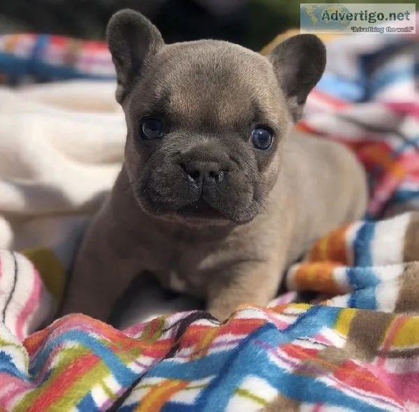 AKC French Bulldog Puppies