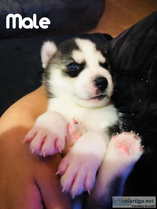 Siberian Husky Puppies