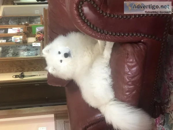 6 month Samoyed for sale