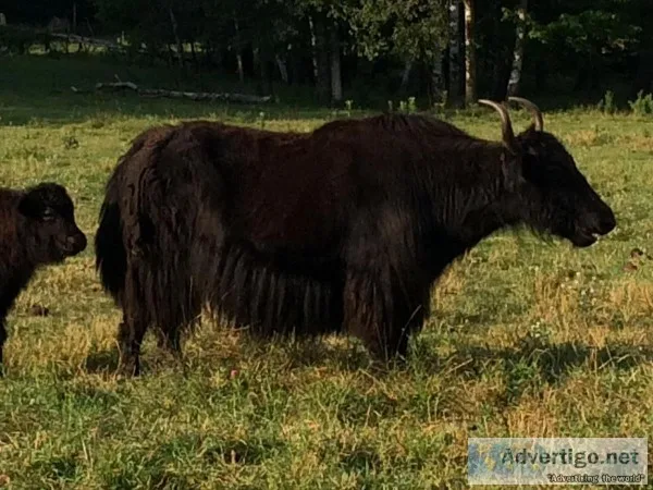 Yaks for sale