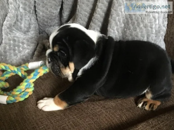 English bulldog puppies