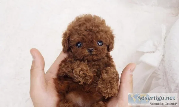 Red Micro Teacup Poodle for Sale