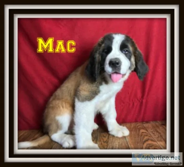 Mac Male Saint Bernard
