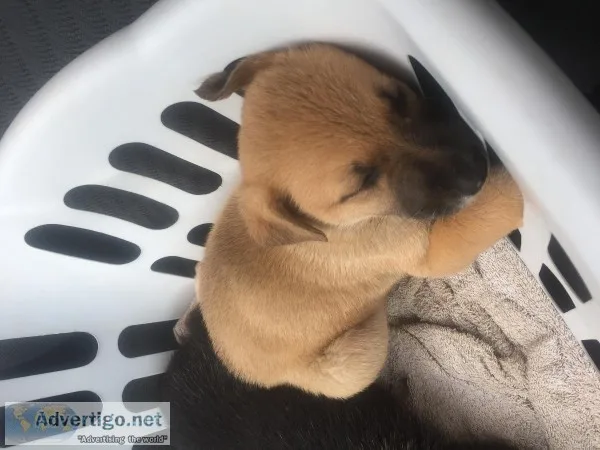 German Shepherd MIXEDthese are not full blood