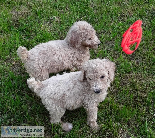 Standard poodle puppies