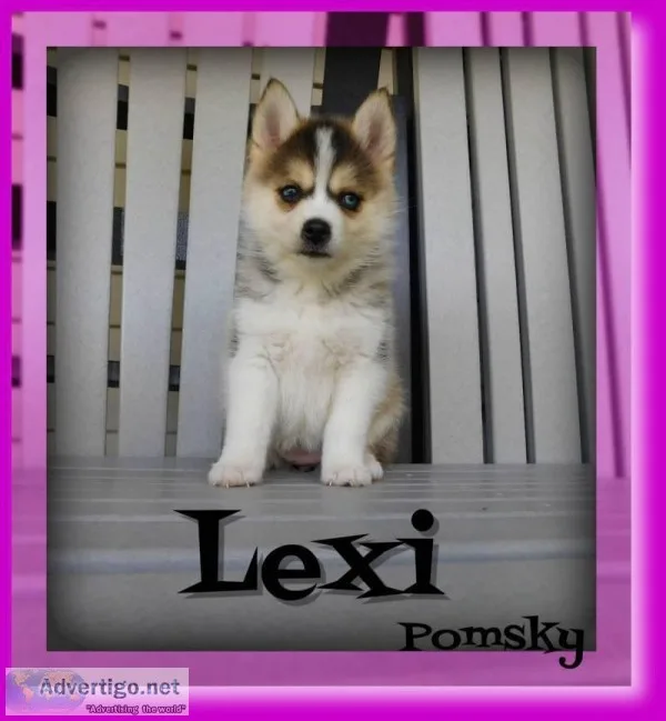 Lexi Female Pomsky