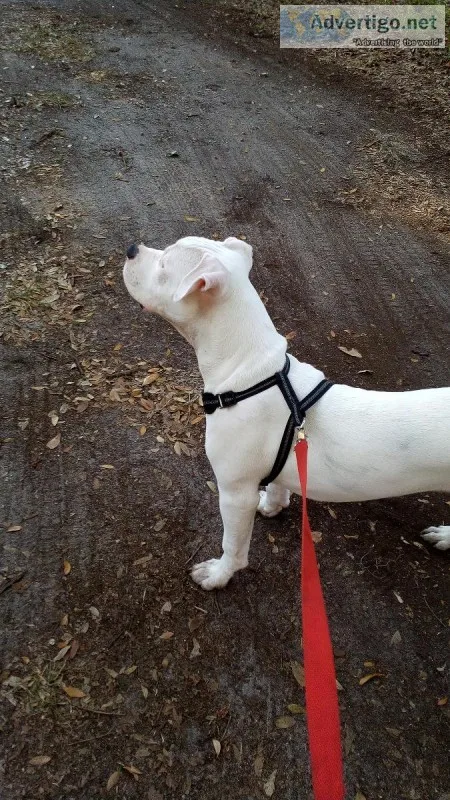 6 mo. Old American Bulldog