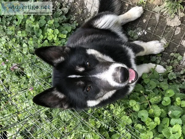Siberian Huskies
