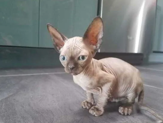 Loving Sphynx kittens for sell