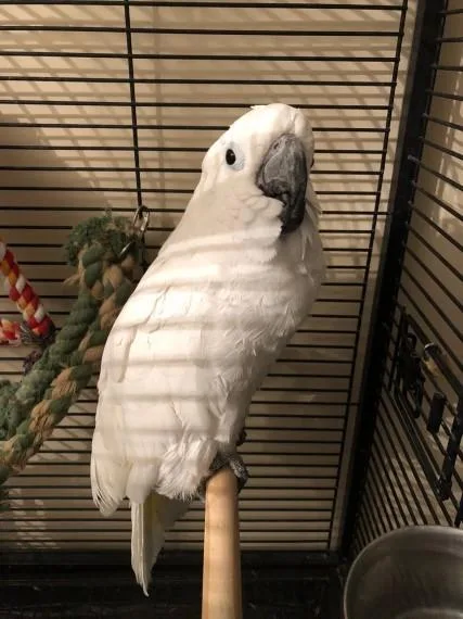 Super tame Umbrella Cockatoo