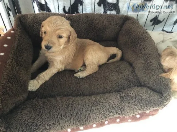 Beautiful Double Doodle puppies