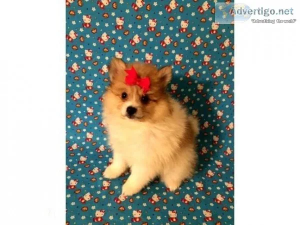 CKC Parti-color Pomimo Puppies