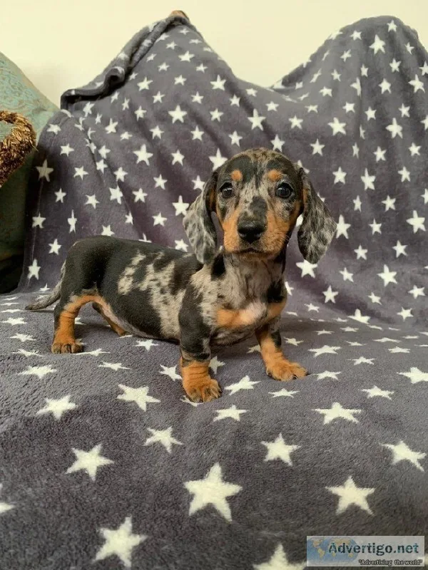Miniature Dachshund Pups