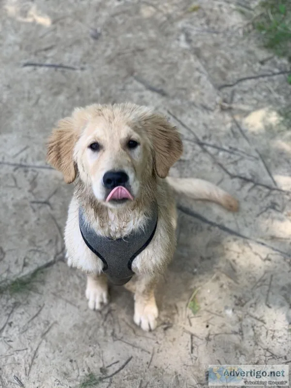 AKC FEMALE GOLDEN RETRIEVER 6 months