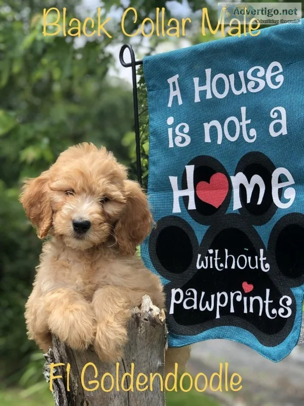 Goldendoodles Aussie Doodles