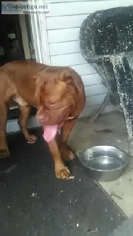 Found French mastiff