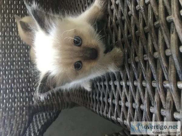 Siamese