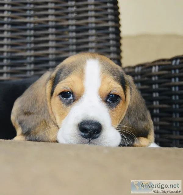 Purebred Beagles