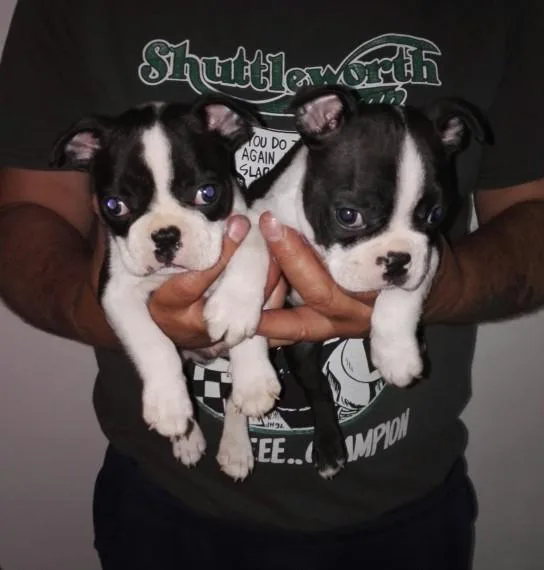 AKC Boston Terrier Puppie