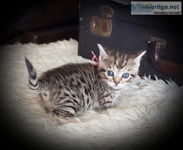 Munchkin- short legs