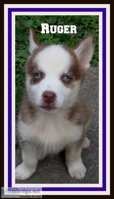 Ruger Male Siberian Husky