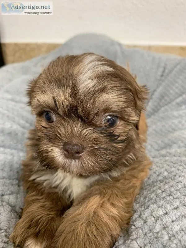 Akc Wonderful Shih Tzu